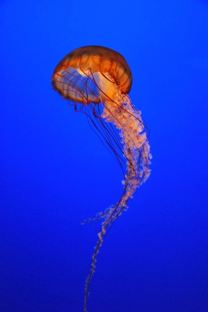Chrysaora fuscescens jellyfish free-floating scyphozoa  in the Pacific Ocean jelly fishの写真素材