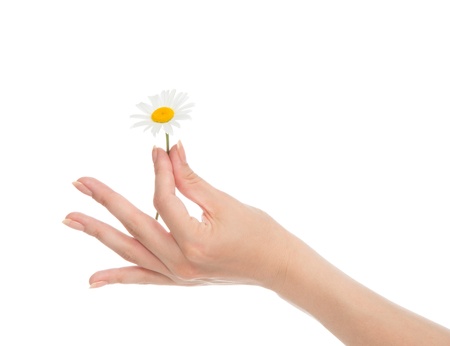 Beautiful woman hand french manicure with chamomile daisy flowers isolated on a white backgroundの写真素材