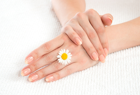 Beautiful woman french manicured hands with fresh camomile daisy flower isolated on a white background. Skin and nail care conceptの写真素材