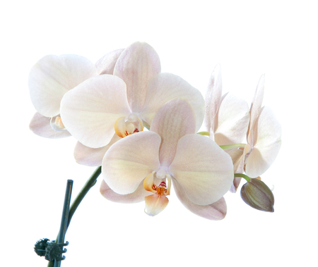 Beautiful violet orchid flower in blooming on a white backgroundの写真素材