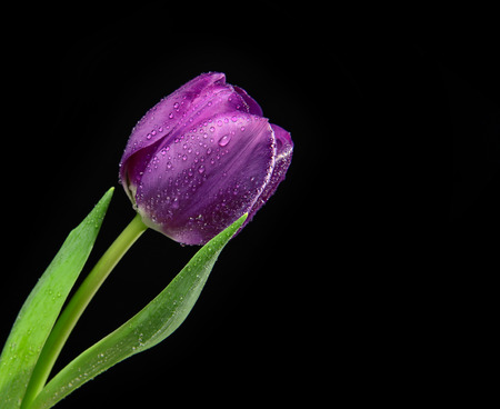 Dark Purple Tulip flower with water drops on a black background with copy space for textの写真素材