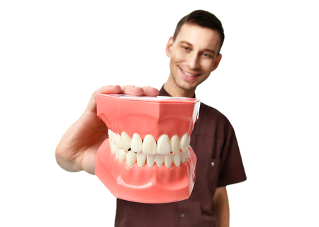 Dentist doctor big teeth dummy happy smiling isolated on white background dental concept