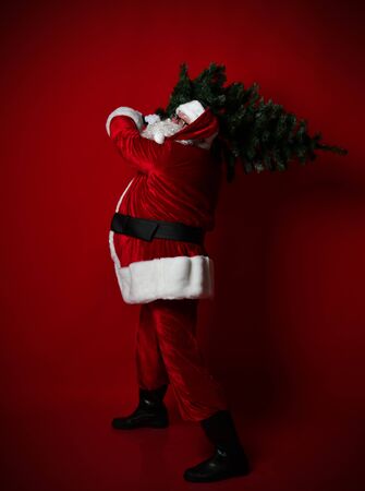 In full growth portrait of fat pot bellied Santa Claus carrying a heavy Christmas tree on his shoulder on red background. New year and Merry Christmas and happy holidays conceptの写真素材