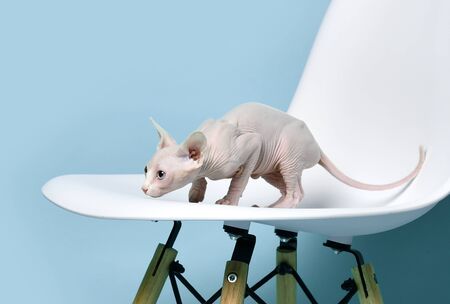 Canadian light pink sphynx cat kitten sitting on modern chair on light purple background