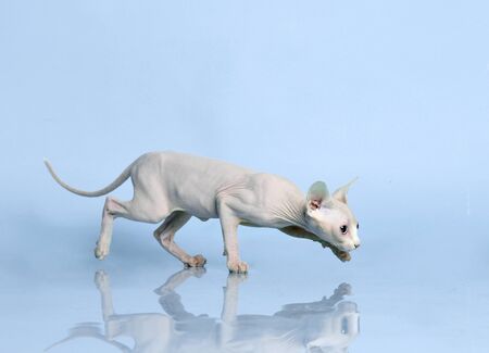 Canadian light pink sphynx cat kitten running on light purple background