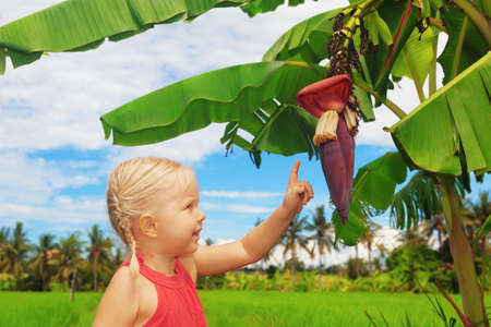 Small smiling child exploring the nature examining banana flower and fruits growing on a green tree. Healthy children lifestyle and preschool education in summer vacation on tropical island in Asiaの写真素材