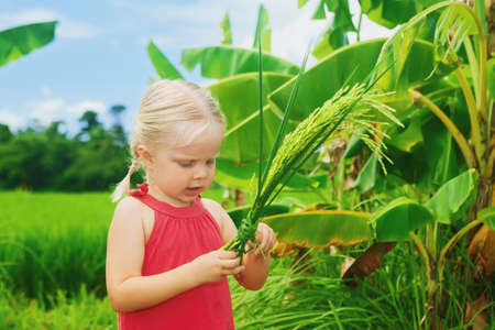 Cute curious baby exploring the nature - examining bundle of ripe organic rice on a green field terrace. Healthy food, lifestyle and child preschool education in vacation on tropical island in Asiaの写真素材