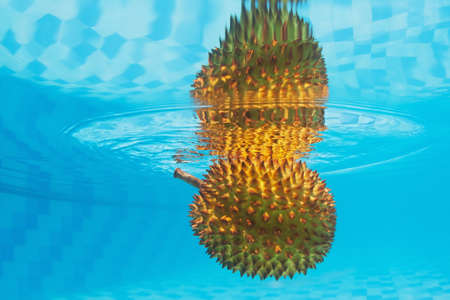 Underwater photography with water surface reflection of tropical spiny fruit durian with an unpleasant smell. Asian background and exotic natural food of Thailand and Indonesiaの写真素材