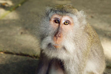 Macaque monkey family with small baby sitting on lion sculpture near temple in sanctuary forest on Bali tropical island. Travels in Asia. Indonesian and Balinese wildlife background and animal theme.の写真素材