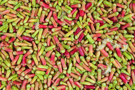 Background of drying raw red and green clove sticks and flowers. Indonesian plantation of tropical plants and trees, producing and export scented food cooking ingredients and natural aromatic oil.の写真素材