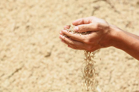 Handful of rough unmilled rice grains in human hands on background of drying crop of ripe raw rice. Agriculture, asian cereal plants, food producing and export farm nutrition ingredients in Indonesiaの写真素材
