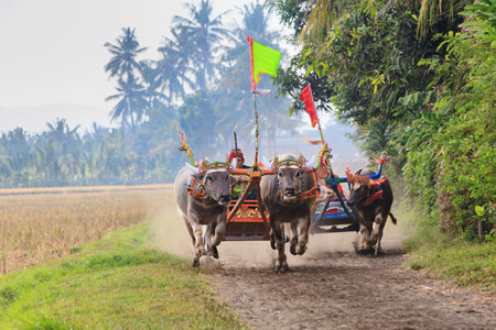 Running bulls in ceremonial barong mask, beautiful decorations in action on traditional balinese water buffalo races Makepung. Arts festivals in Indonesia and Asia, Bali island people ethnic culture.のeditorial素材