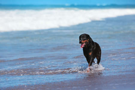 Photo of rottweiler walking on black sand beach. Happy dog wet after swimming run with water splashes along sea surf. Actions, training games with family pets and popular dog breeds on summer vacationの写真素材