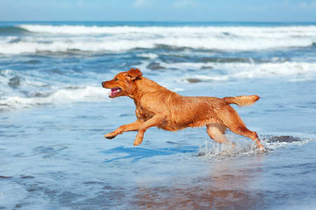 Photo of golden retriever walking on sand beach. Happy dog wet after swimming run with water splashes along sea surf. Actions, training games with family pets and popular dog breeds on summer vacationの写真素材