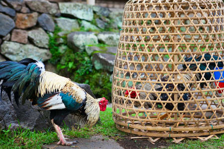 Fierce cock try to fight with rival in bamboo coop. Breeding, training gamecocks and cockfighting at village festivals are traditional hobby of Balinese people. Bali island indigenous culture.の写真素材