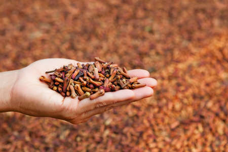 Crop of fresh clove spice flowers stacked up in heap on woman palm on background of drying raw buds at plantation. Tropical plants, producing and export scented herbs and aromatic oil in Indonesiaの写真素材