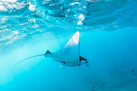 Underwater view of hovering Giant oceanic manta ray ( Manta Birostris ). Watching undersea world during adventure snorkeling tour to Manta Beach in tropical Nusa Penida island, Indonesia.の写真素材