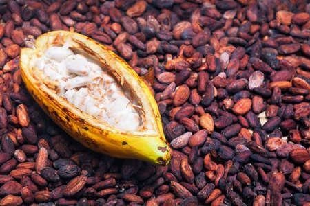 Indonesian cocoa trees plantation harvest - opened ripe pod on drying raw beans background. Fruit of cocoa plants used in food industry for producing chocolate, natural cacao butter, powder and drinksの写真素材