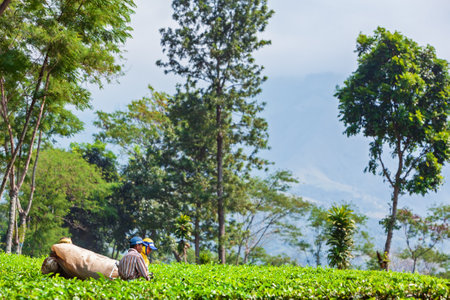 Lawang, Indonesia - July 16, 2018: Indonesian men work hard at highland tea plantation. Farmers picking leaves from green shrubs row by professional pruning machine. Natural tea producing in Wonosari.のeditorial素材