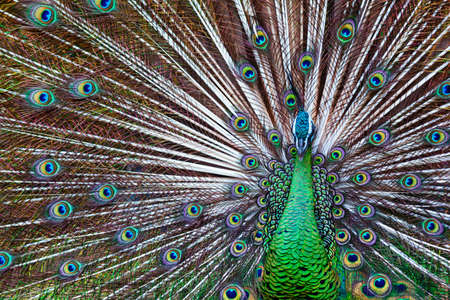 Portrait of wild male peacock with fanned colorful train. Green Asiatic peafowl display tail with...