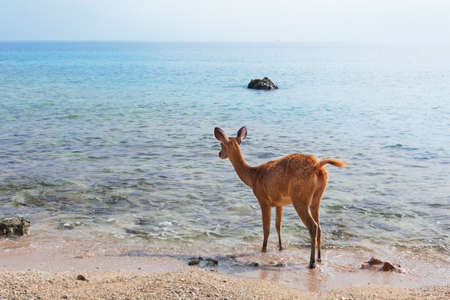 Young fawn of Javan Rusa on beach of Bali west national park and Menjangan ( deer island ) - popular...