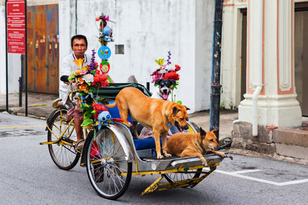 Georgetown, Penang, Malaysia - September 01, 2014: At street of George town old rickshaw driver man ride on vintage trishaw, carry funny passengers and his friends - mongrel dogs.のeditorial素材