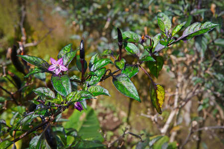 Exotic black chilli pepper or Capsicum annuum chilli. Growing plant with purple flower, dark leaves and spicy ripe fruits. Farming at tropical plantation in Indonesia.の写真素材