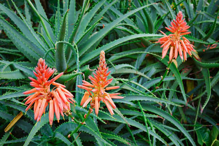 Growing Aloe vera plants. Stems with blooming red flowers. Farming at tropical plantation in Indonesia.の写真素材