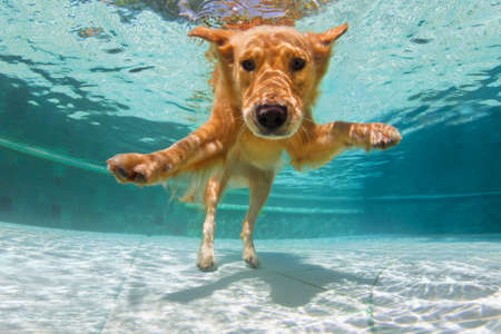 Underwater funny photo of golden labrador retriever puppy in swimming pool play with fun - jump, dive deep down. Activities, training classes with family pets. Popular dog breeds on summer vacationの写真素材