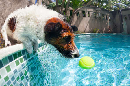Funny photo of jack russell terrier puppy playing with fun in swimming pool - jump, dive deep down...