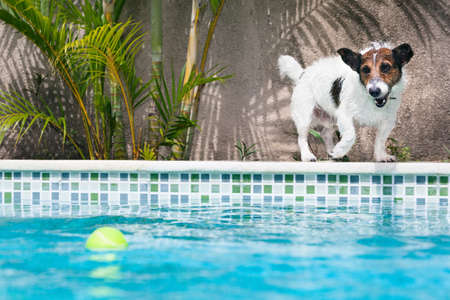 Funny photo of jack russell terrier puppy playing with fun in swimming pool - jump, dive deep down...