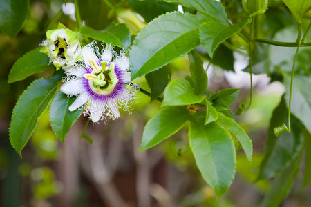 White and dark purple blooming flowers of passion fruit, known as passionfruit or maracuja.の写真素材
