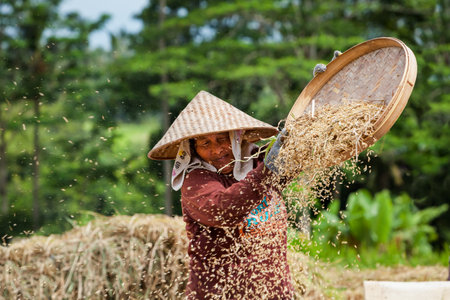 Ubud, Bali island, Indonesia - March 25, 2017: Indonesian farmer woman harvesting, winnowing rice grains in terraced rice field. Traditional rice plantations, agriculture in Balinese villages.のeditorial素材