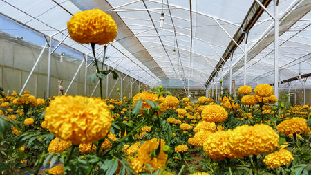 Field of growing bright orange blooming flowers. Tagetes erecta or marigold plantation. In Mexico tagetes used for traditional decoration for Day of Dead, in Thailand and Bali for religious offeringの写真素材