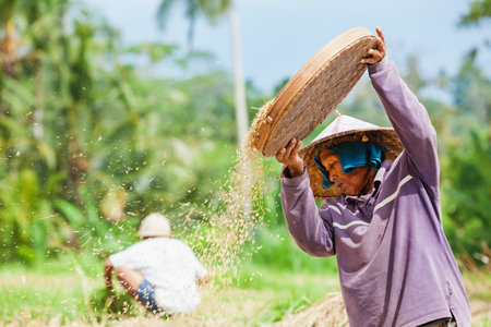 Ubud, Bali island, Indonesia - March 25, 2017: Indonesian farmer woman harvesting, winnowing rice grains in terraced rice field. Traditional rice plantations, agriculture in Balinese villages.のeditorial素材