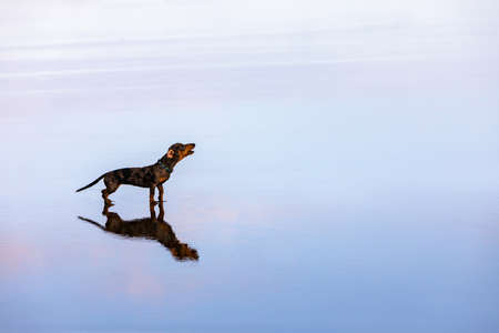 Photo of dachshund puppy knowns as badger dog walk on sea beach. Funny dog run by water pool. Actions, training games with family pets and popular dog breeds on summer vacationの写真素材