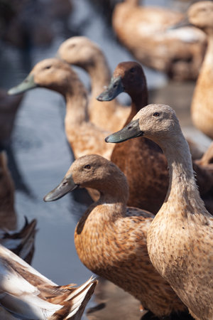 Flock of domestic ducks in Balinese rice field eating algae and insect pestsの写真素材