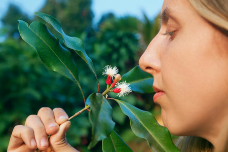 Clove tree with blooming  flowers and fresh green and red raw sticks growing in Bali mountains. Tropical plants, natural food spices, producing aromatic ingredients and oil in Indonesian plantations.の写真素材