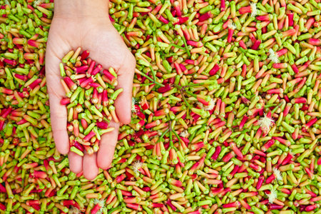 Clove tree with blooming  flowers and fresh green and red raw sticks growing in Bali mountains. Tropical plants, natural food spices, producing aromatic ingredients and oil in Indonesian plantations.の写真素材