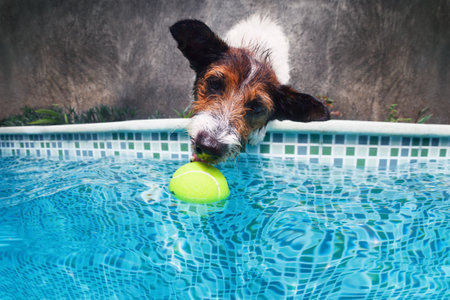 Funny photo of jack russell terrier puppy playing with fun in swimming pool - jump, dive deep down to fetch ball. Activities, training classes with family pets. Popular dog breeds on summer vacation.の写真素材