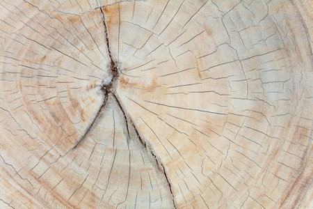 Hard teak wood stump sections with cracks, annual rings and textured surface - blanks for tables and other production in the factory, Balinese furniture industry and Indonesian natural backgroundの写真素材