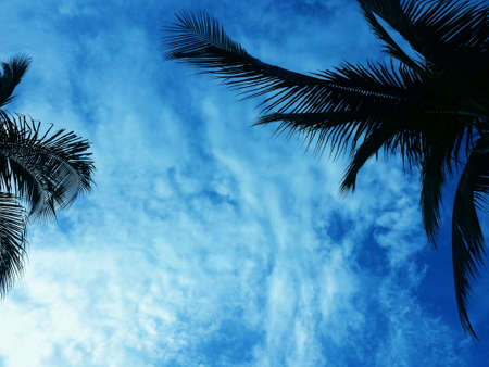 Blue tropical skyの素材