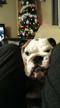 English bulldogの素材