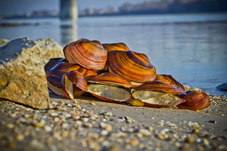 Couple of large mussel shells at river.の写真素材