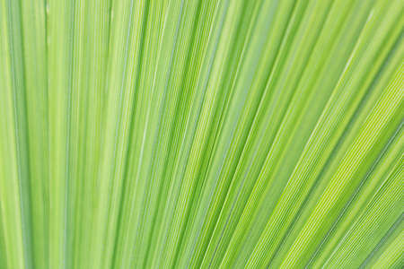 Texture by palm leaf useful as background .