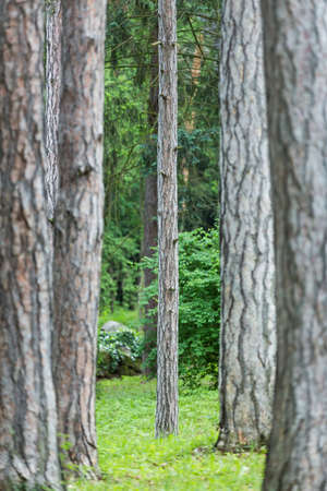 Sidewalk between columns of trees.