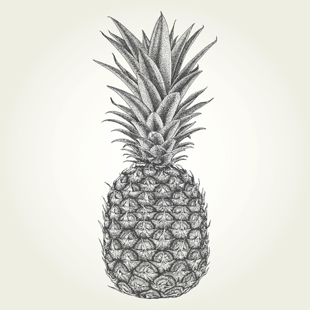 Hand drawn pineapple. Vintage engraved vector illustrationのイラスト素材