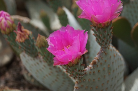 Prickly pear cactus bloomの写真素材