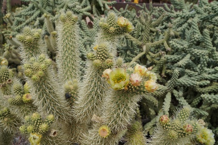 Cholla Cactus Bloomsの写真素材