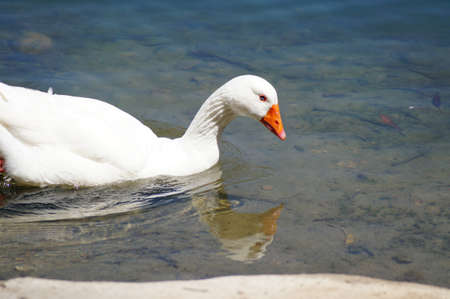 Goose and reflectionの写真素材